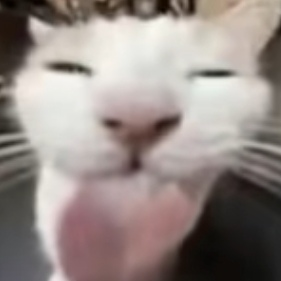 Meow