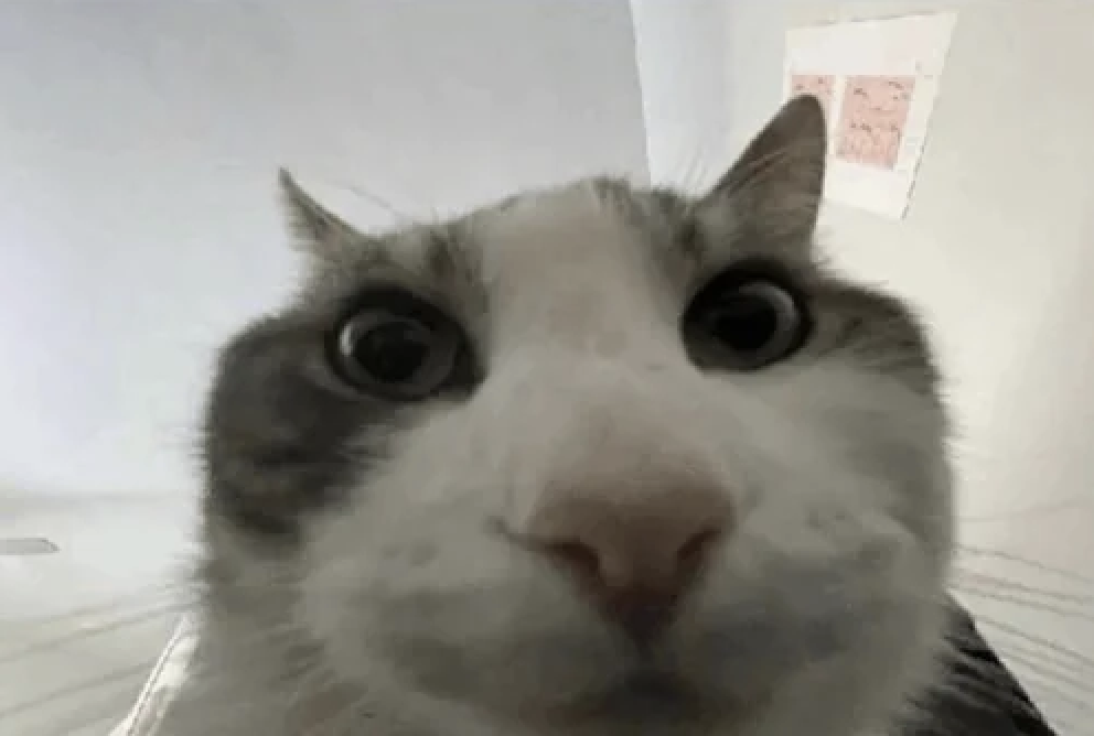 a Cat